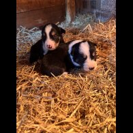 Border Collie - Both