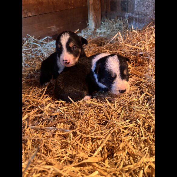 Border Collie - Both