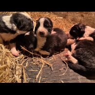 Border Collie - Both