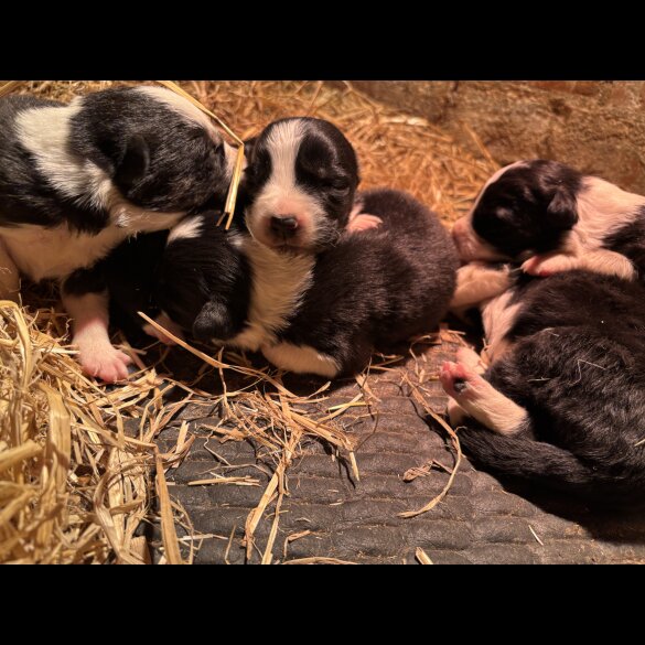 Border Collie - Both