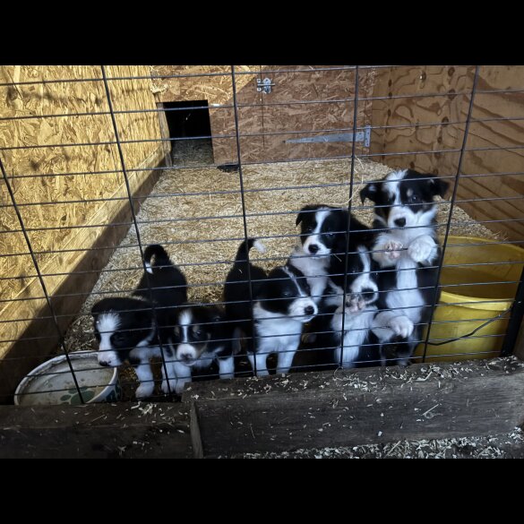 Border Collie - Both