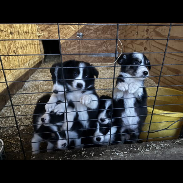 Border Collie - Both