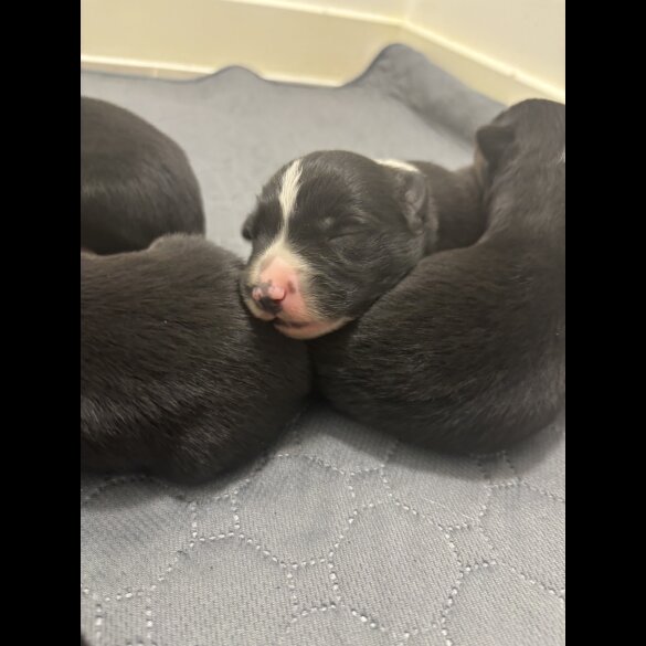 Border Collie - Both