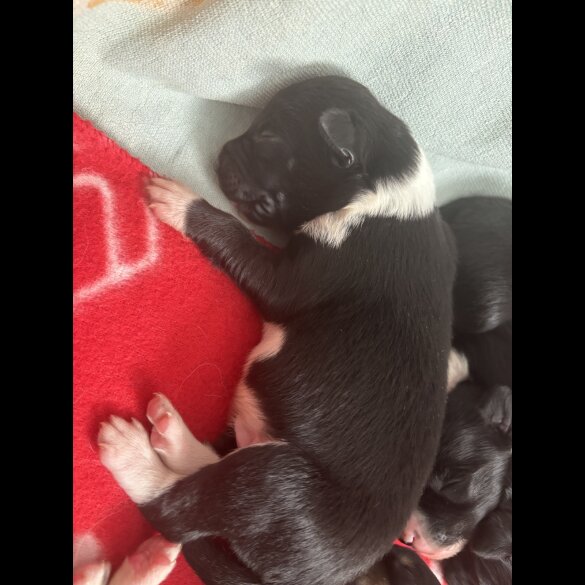 Border Collie - Both