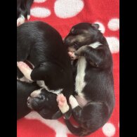 Border Collie - Both