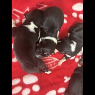 Border Collie - Both