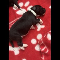 Border Collie - Both