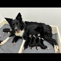 Border Collie - Both