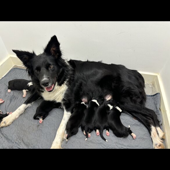 Border Collie - Both