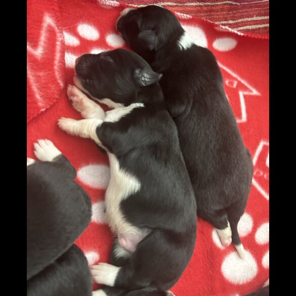 Border Collie - Both