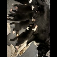 Border Collie - Both