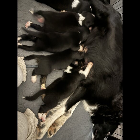 Border Collie - Both