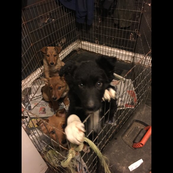 Border Collie - Both
