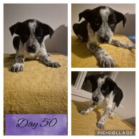 Border Collie - Bitches