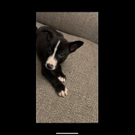 Border Collie - Both