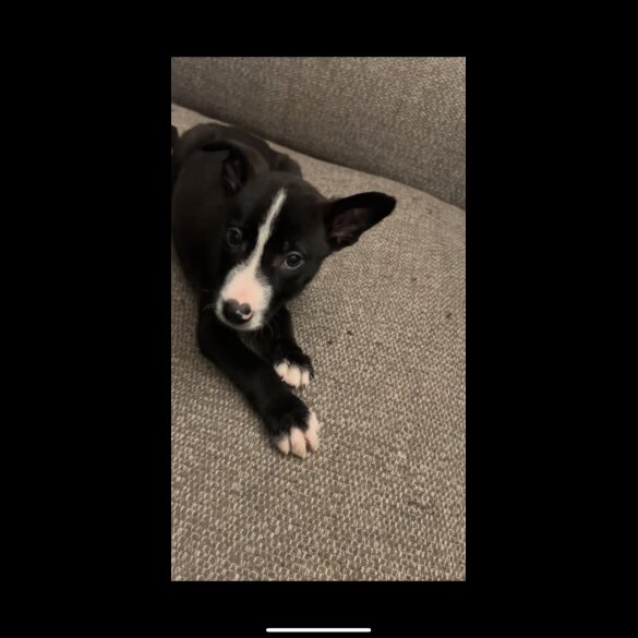 Border Collie - Both