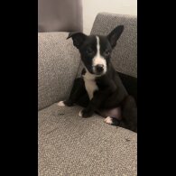 Border Collie - Both