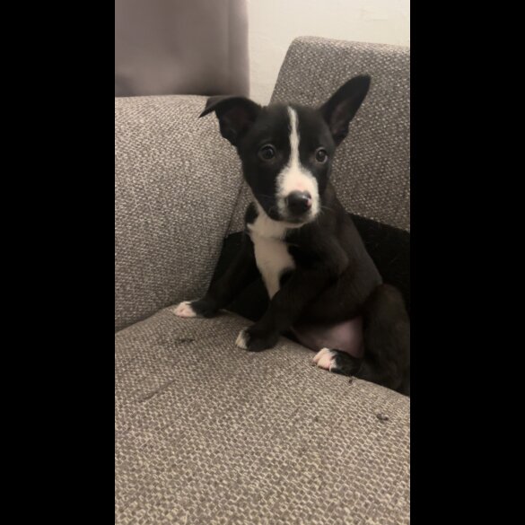 Border Collie - Both