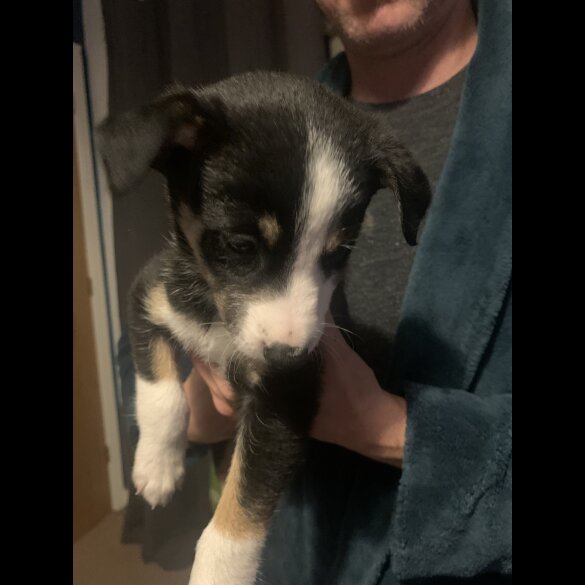 Border Collie - Both