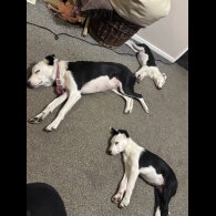 Border Collie - Both