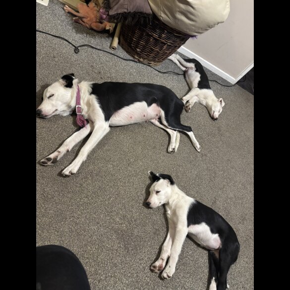 Border Collie - Both