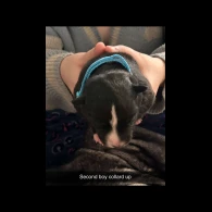 Border Collie - Both