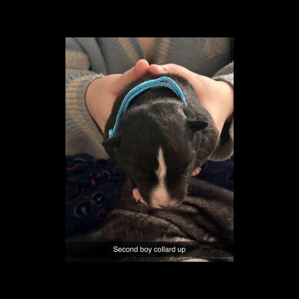 Border Collie - Both