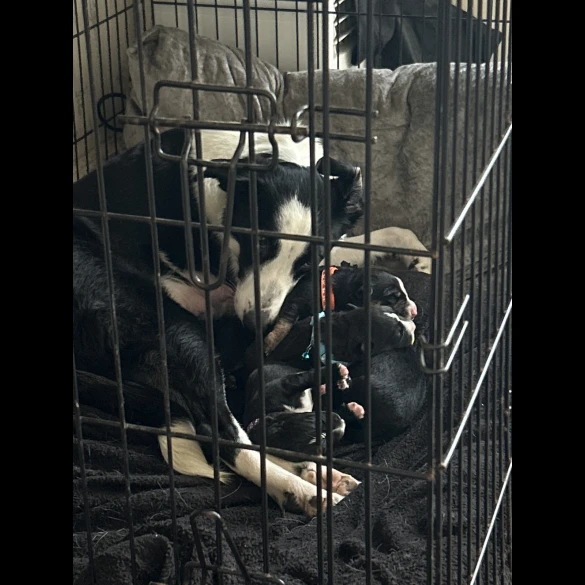 Border Collie - Both