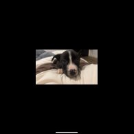 Border Collie - Both