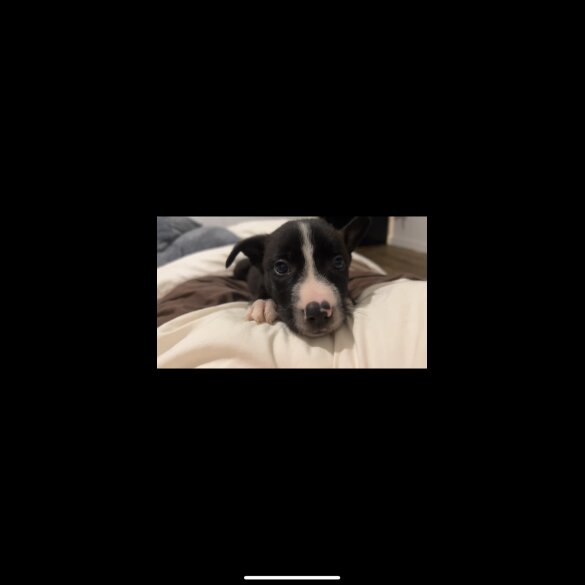 Border Collie - Both