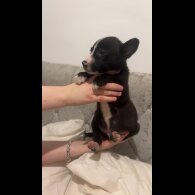 Border Collie - Both