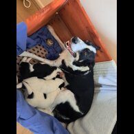 Border Collie - Both