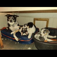 Border Collie - Dogs