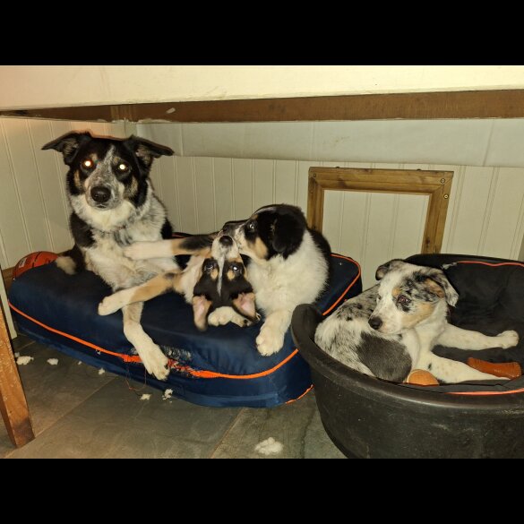 Border Collie - Dogs