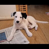 Border Collie - Both