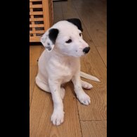 Border Collie - Both