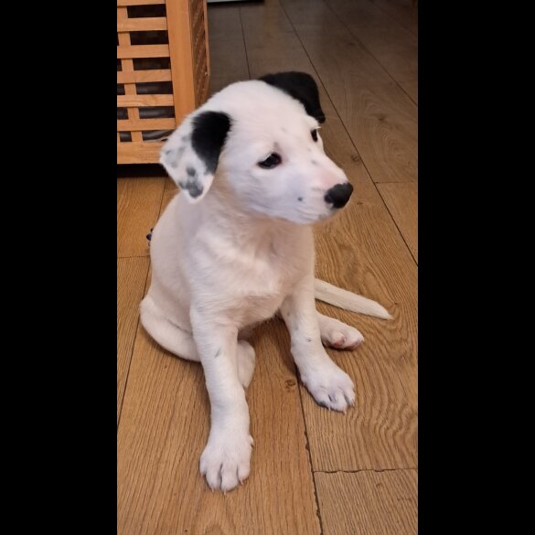 Border Collie - Both