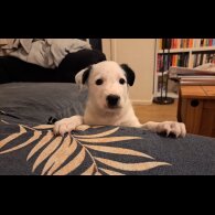 Border Collie - Both