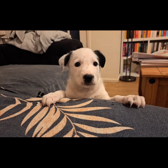 Border Collie - Both