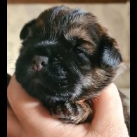 Border Terrier - Both