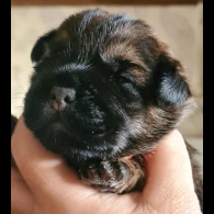 Border Terrier - Both