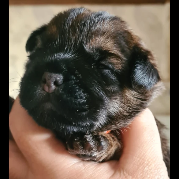 Border Terrier - Both