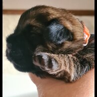 Border Terrier - Both
