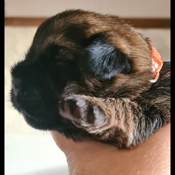 Border Terrier - Both
