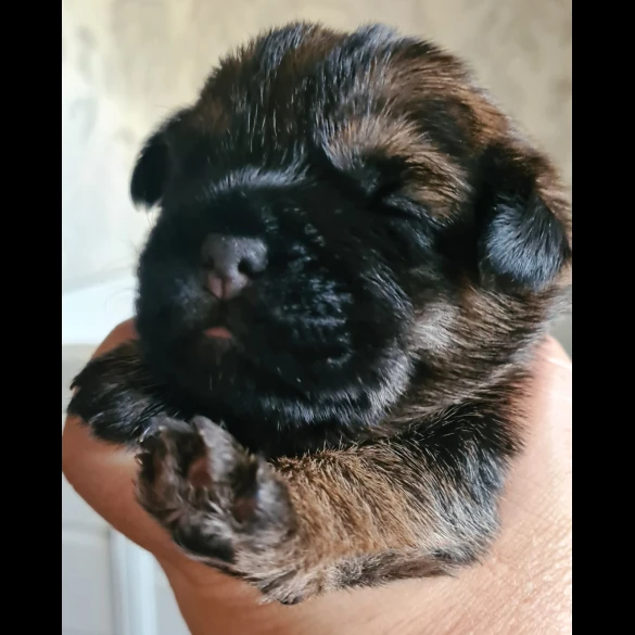 Border Terrier - Both