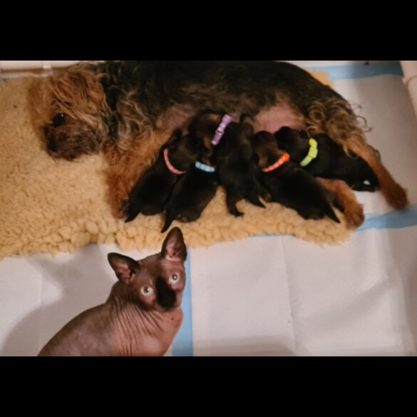 Border Terrier - Both