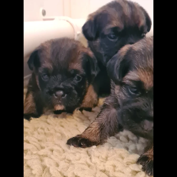Border Terrier - Both