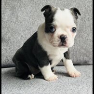 Boston Terrier - Bitches