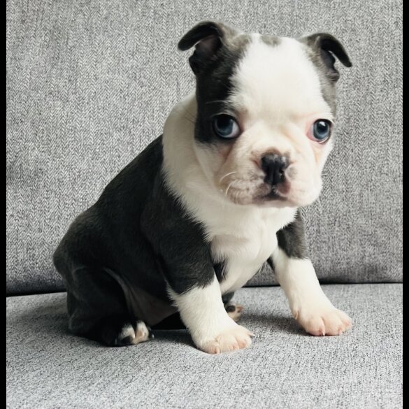 Boston Terrier - Bitches