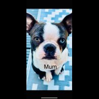 Boston Terrier - Bitches